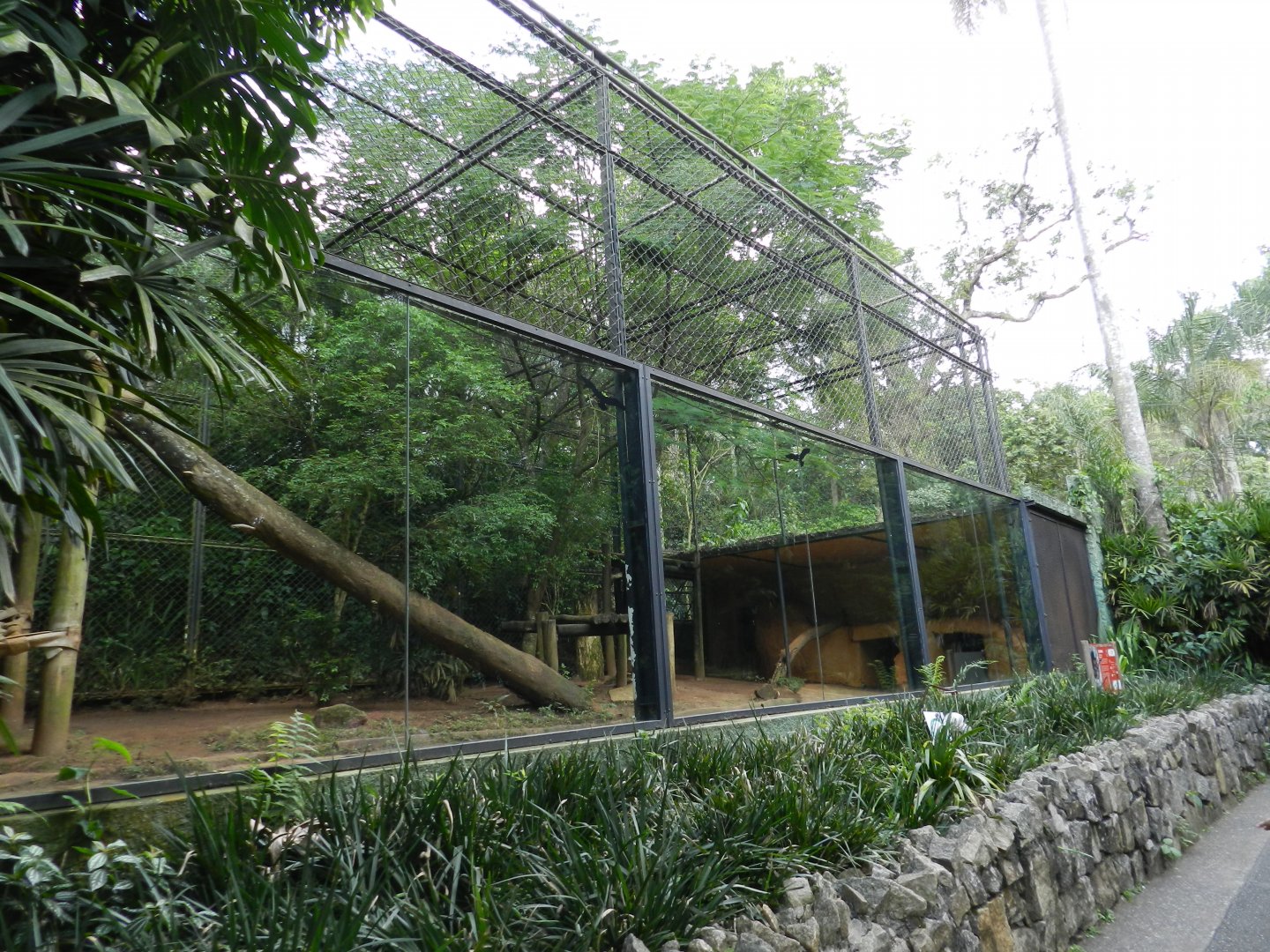 Cougar exhibit - Zoo São Paulo