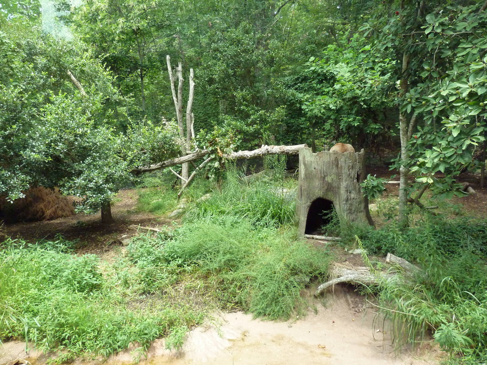 Cougar Exhibit
