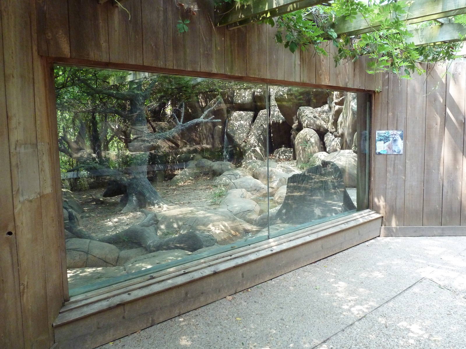 Cougar Exhibit