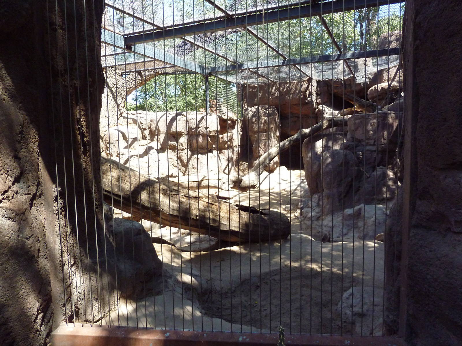 Cougar Exhibit