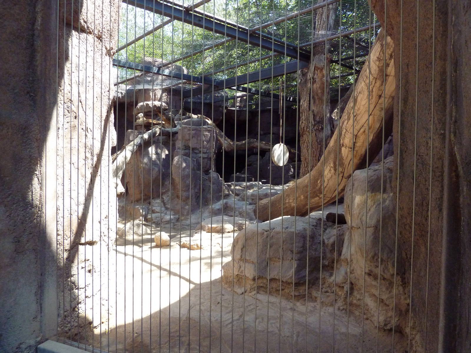 Cougar Exhibit