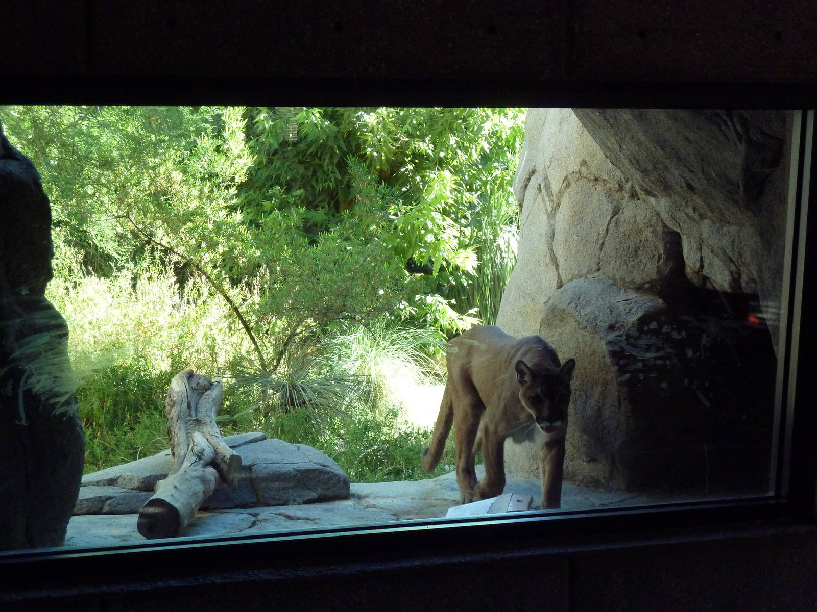 Cougar Exhibit