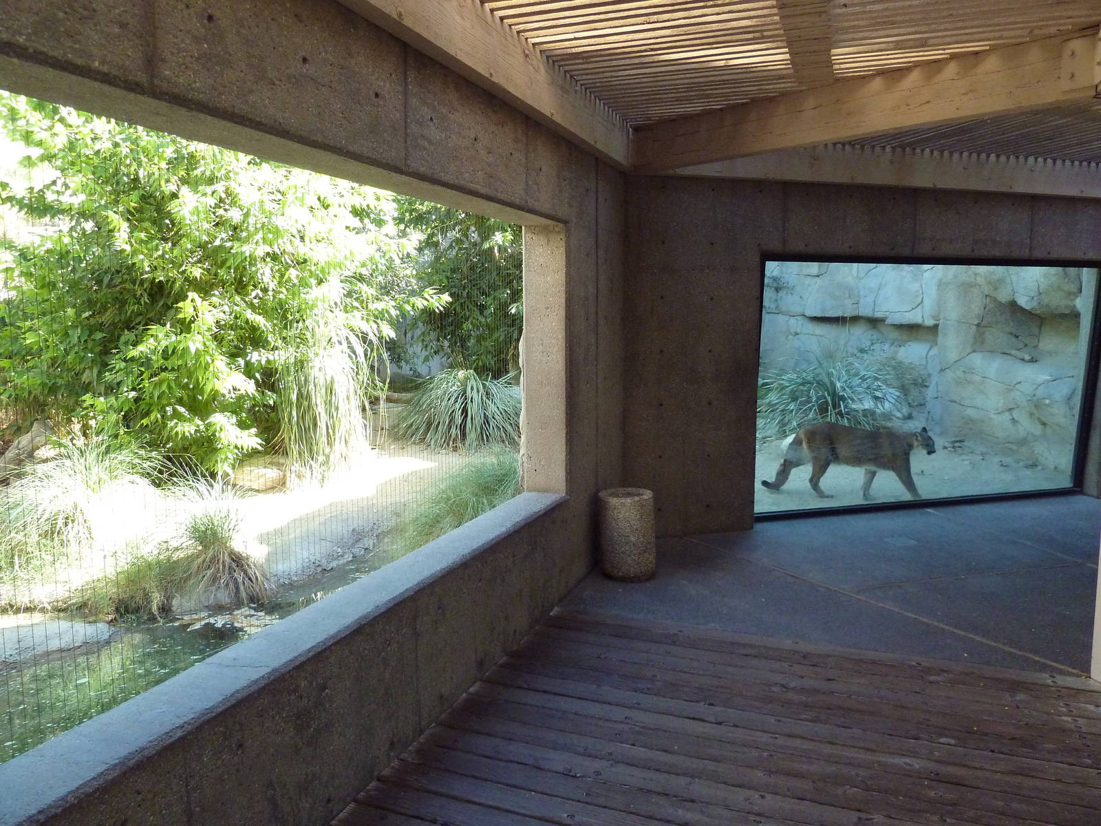 Cougar Exhibit