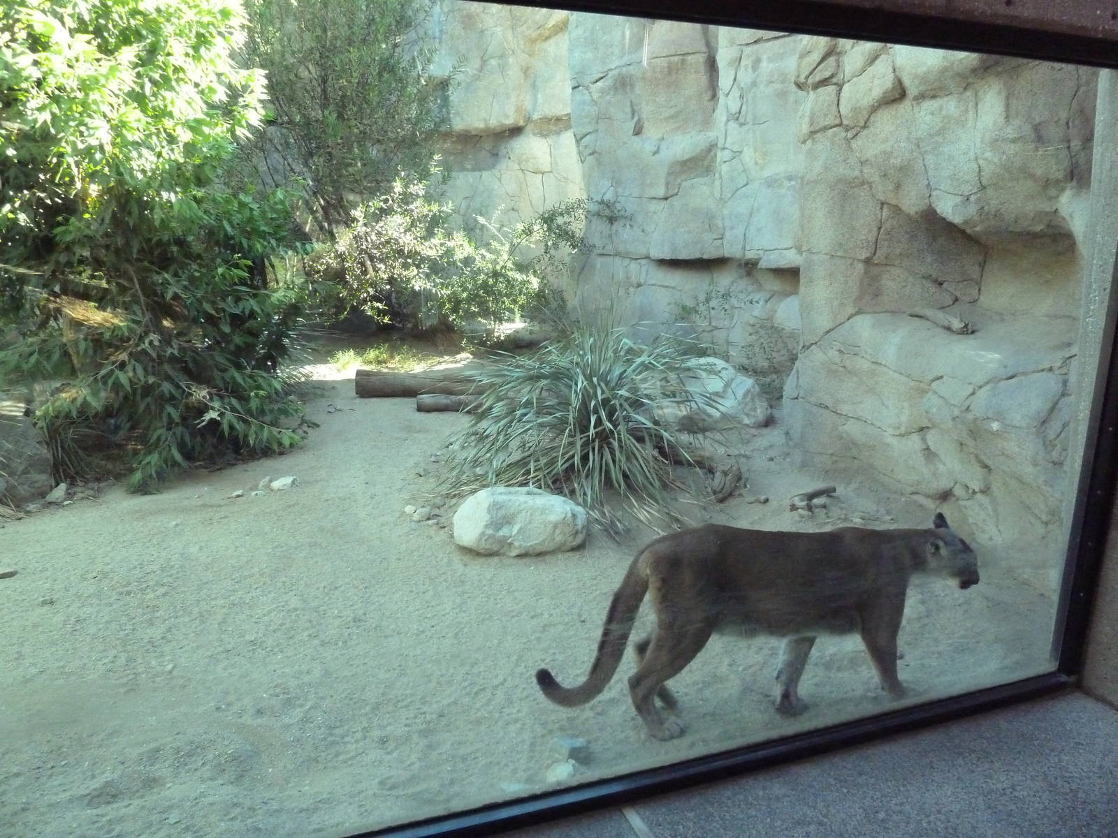 Cougar Exhibit