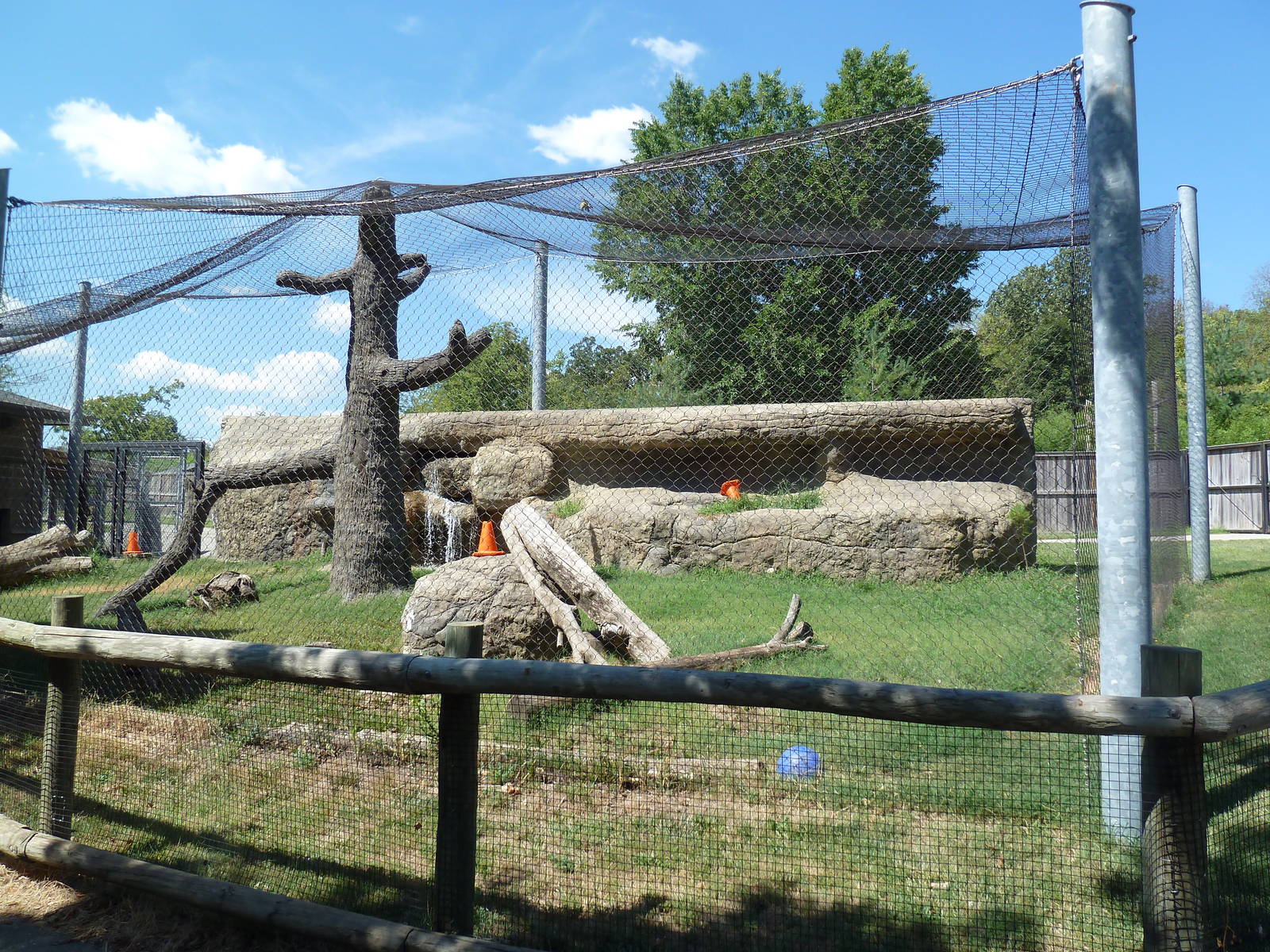 Cougar Exhibit