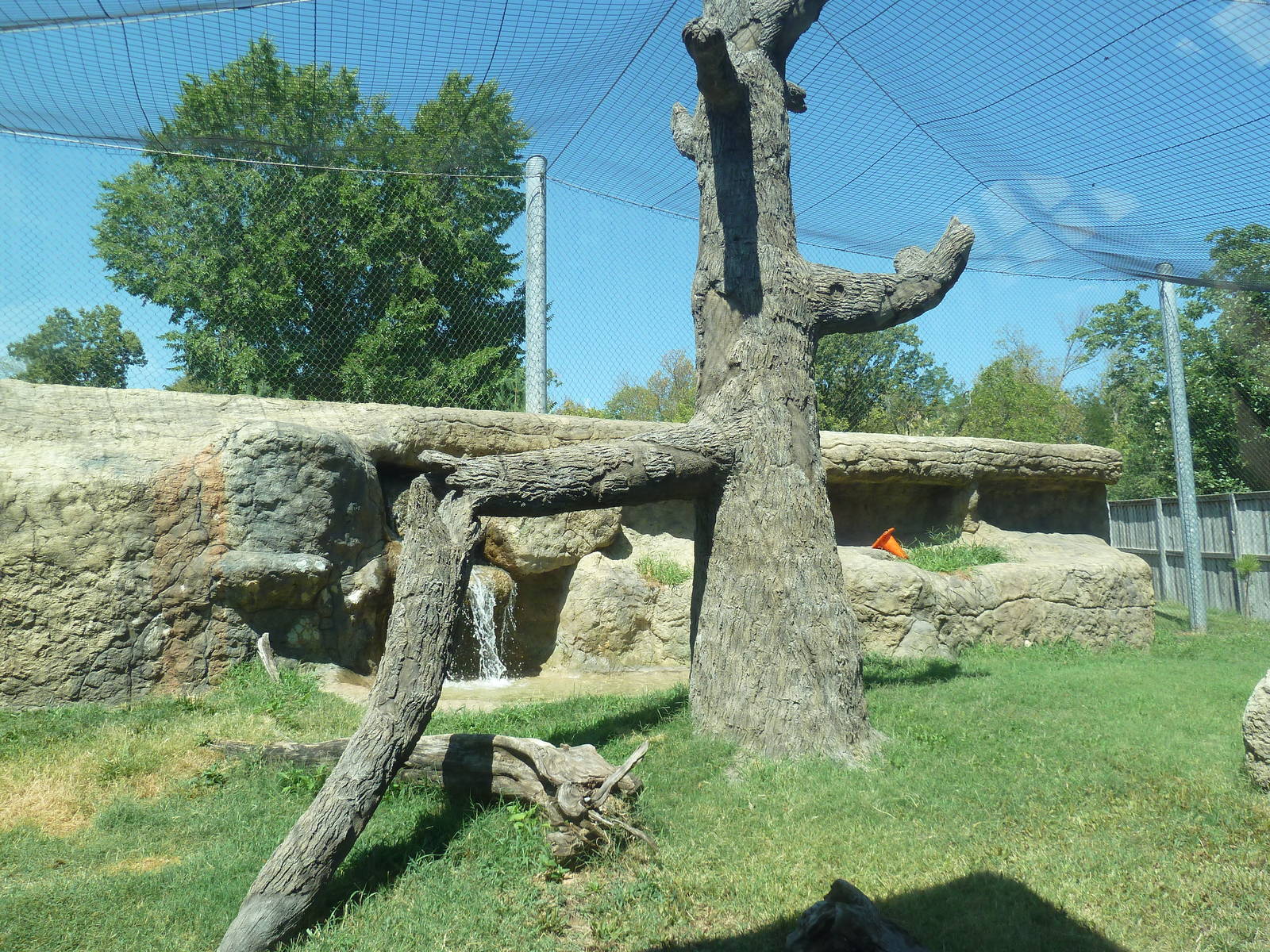 Cougar Exhibit