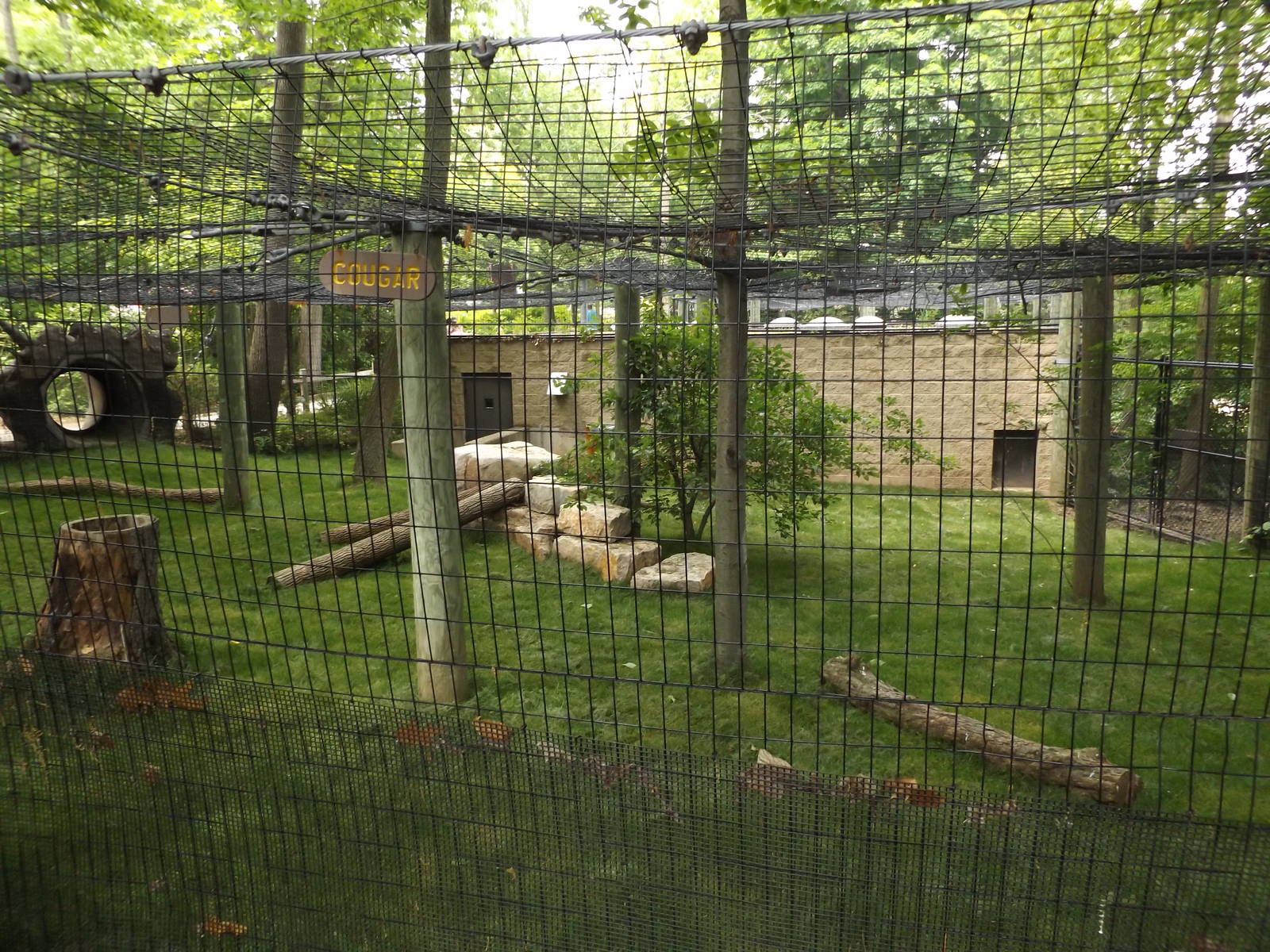 Cougar Exhibit