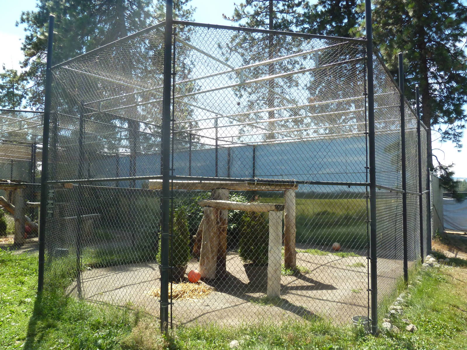 Cougar Exhibit