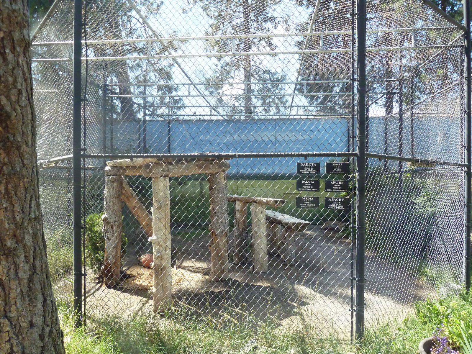 Cougar Exhibit