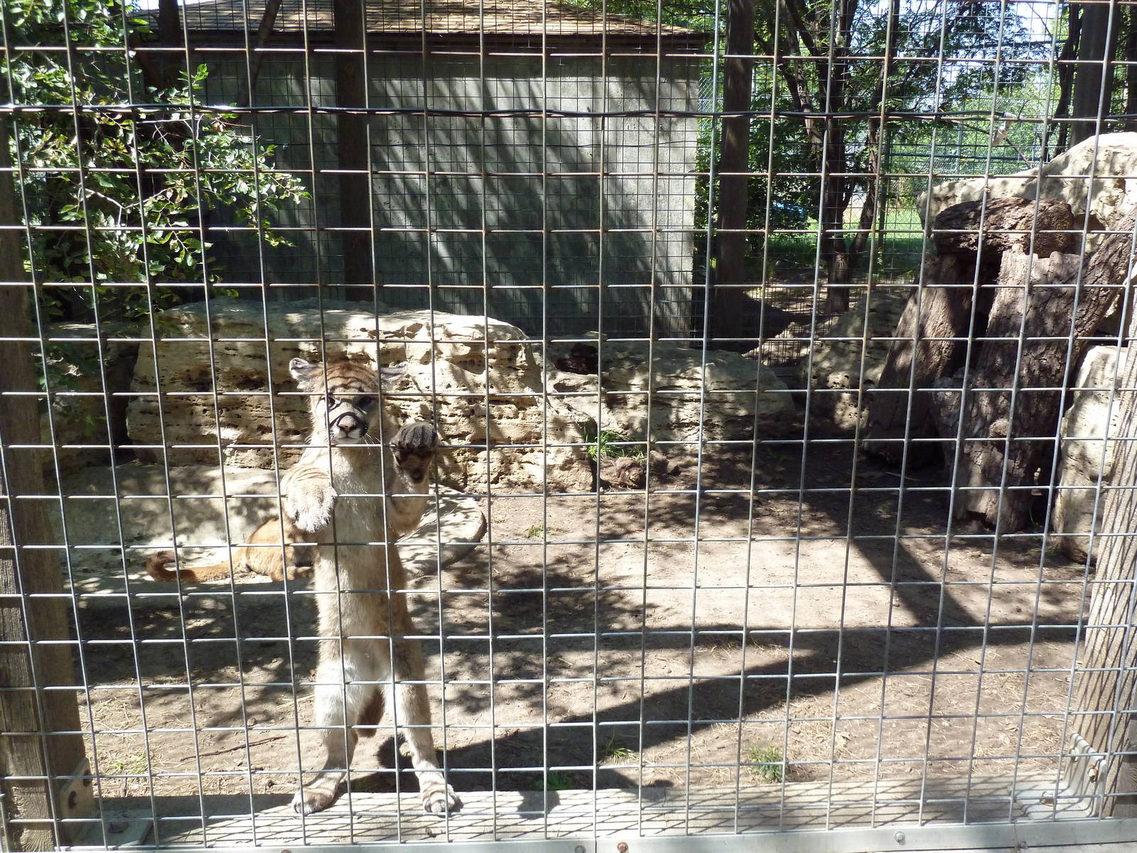 Cougar Exhibit