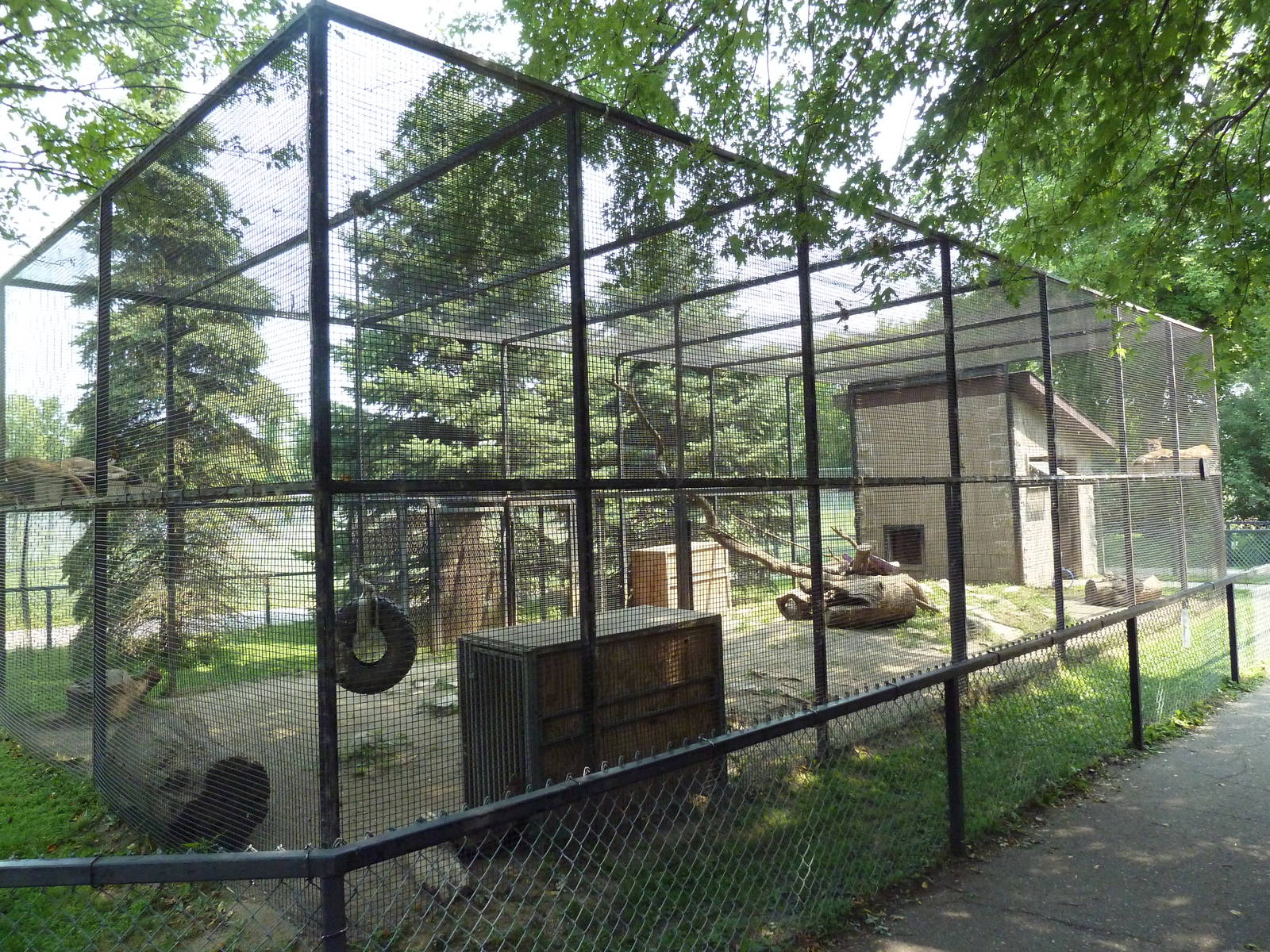 Cougar Exhibit