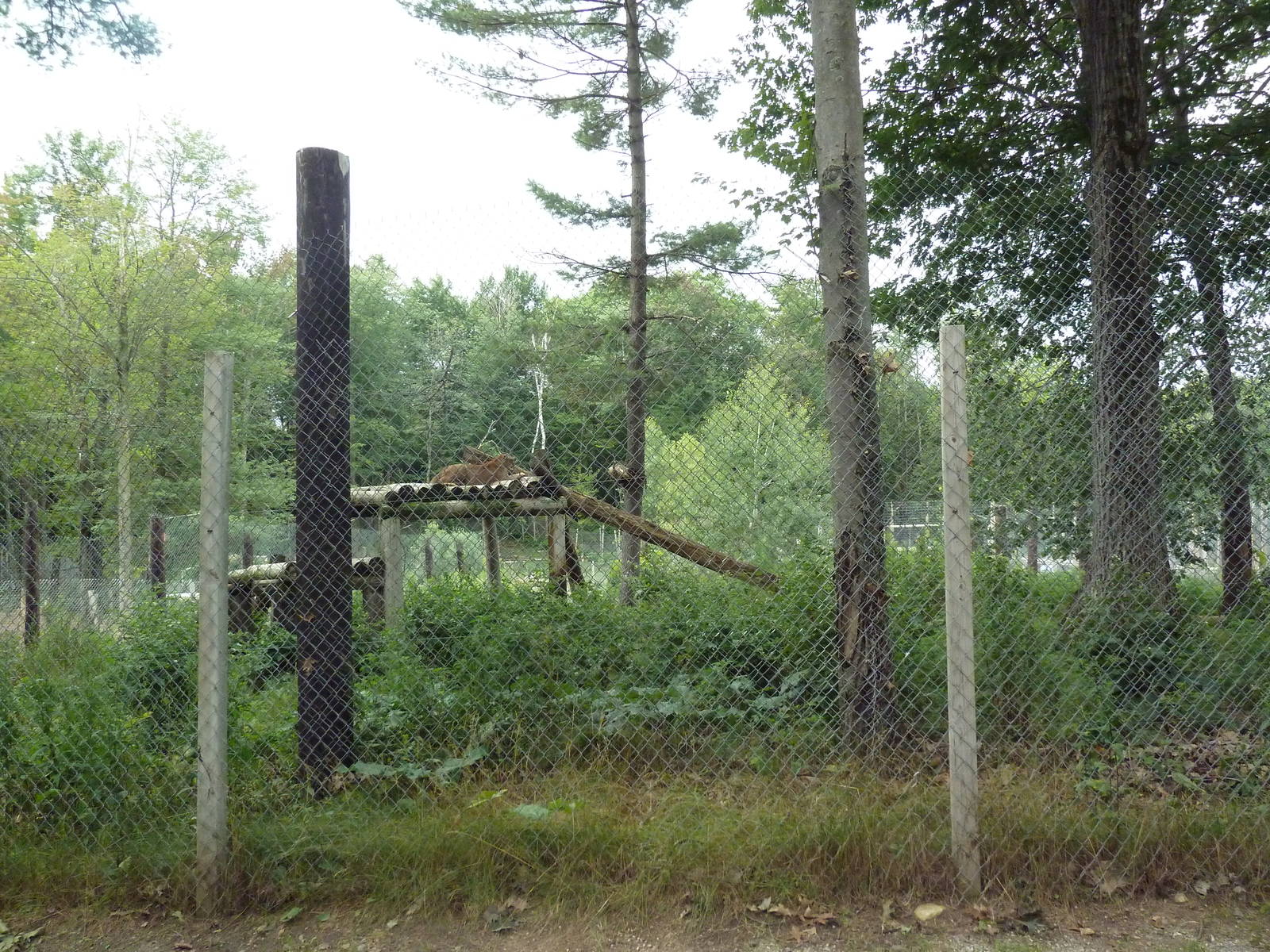 Cougar Exhibit