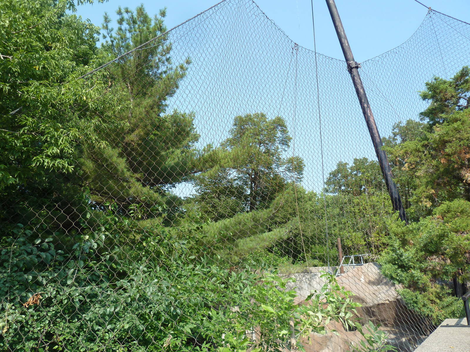 Cougar Exhibit