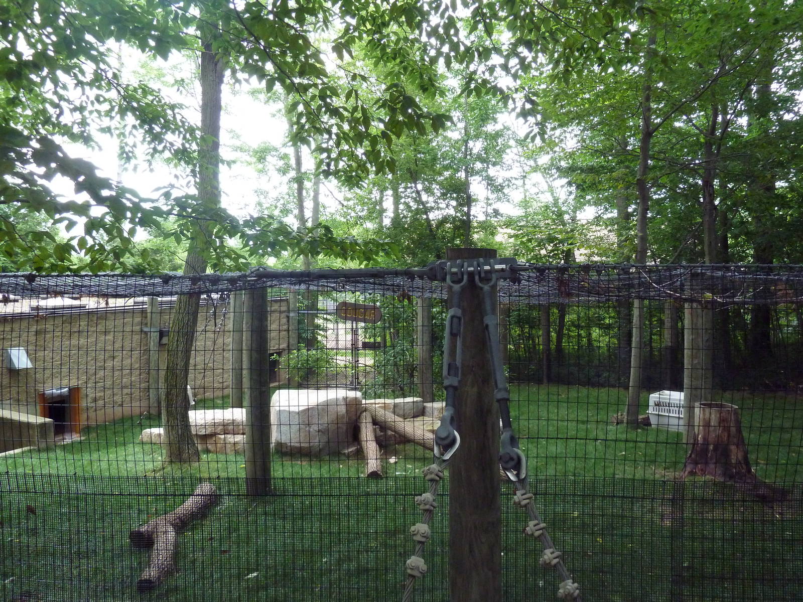 Cougar Exhibit