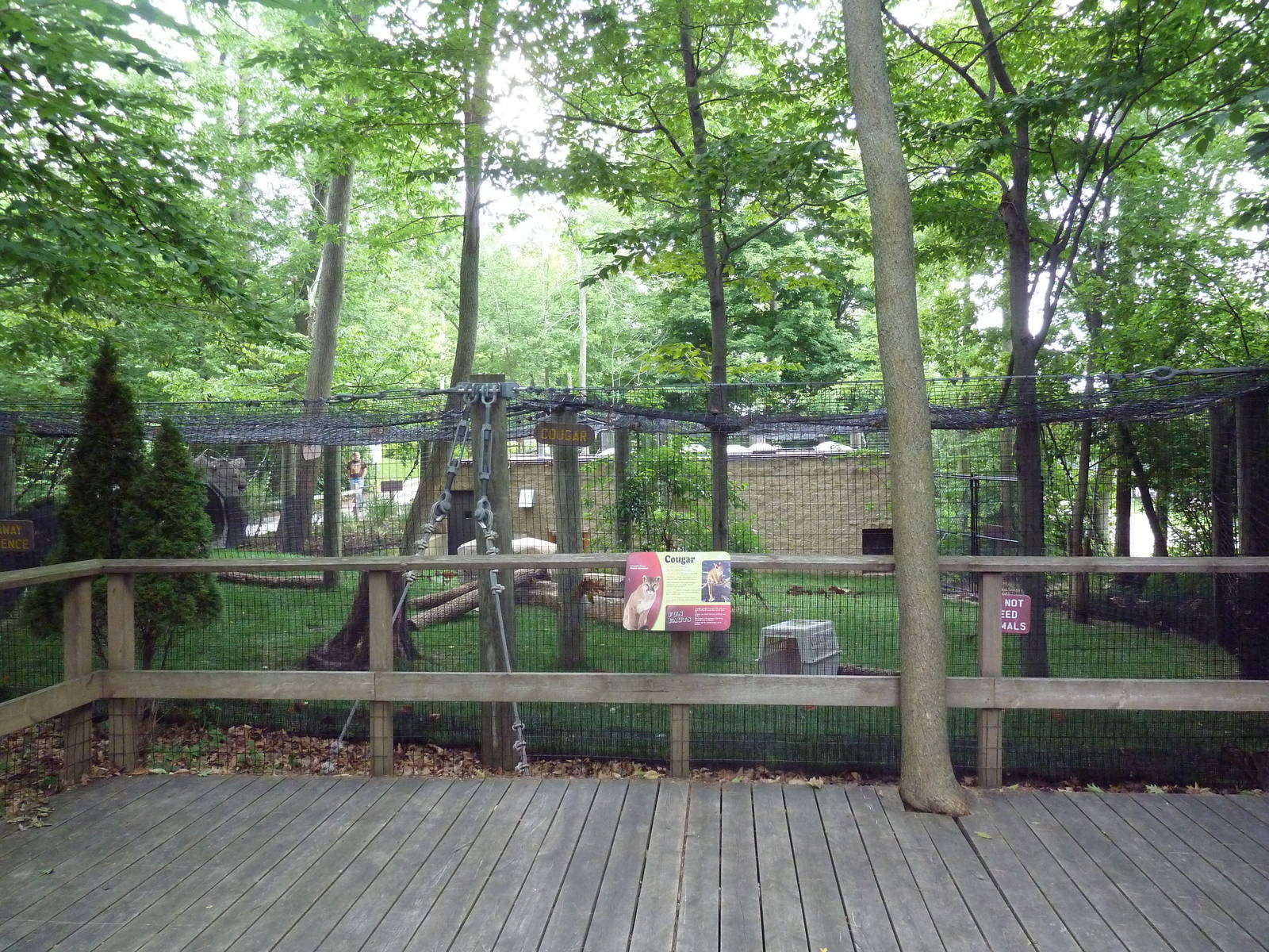 Cougar Exhibit