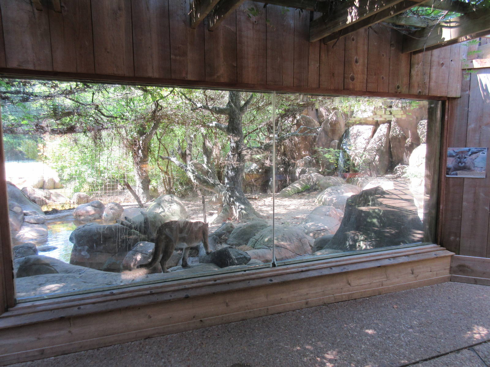 Cougar Exhibit