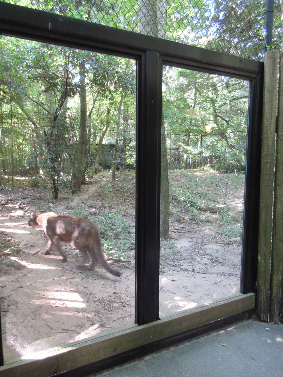 Cougar Exhibit
