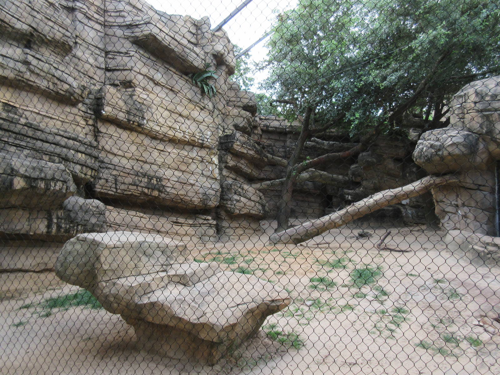 Cougar Exhibit