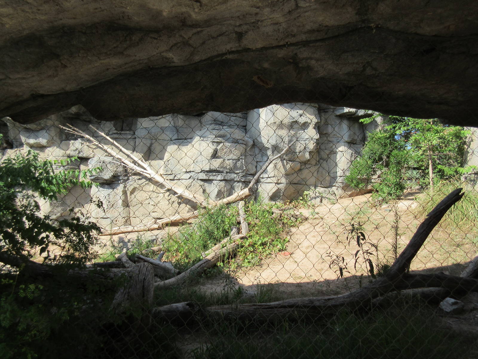 Cougar Exhibit