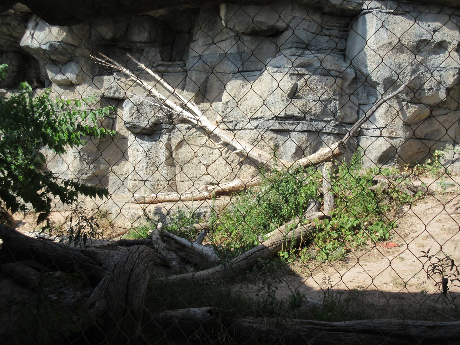 Cougar Exhibit