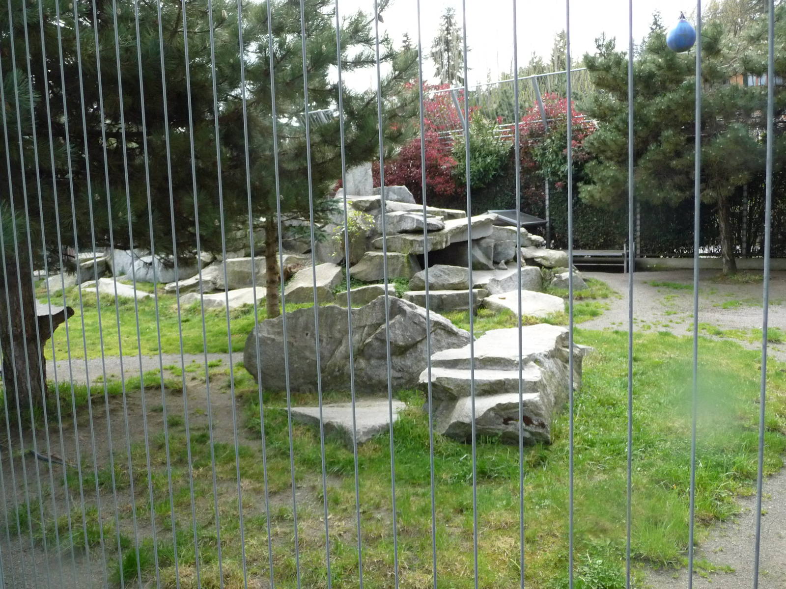 Cougar Exhibit