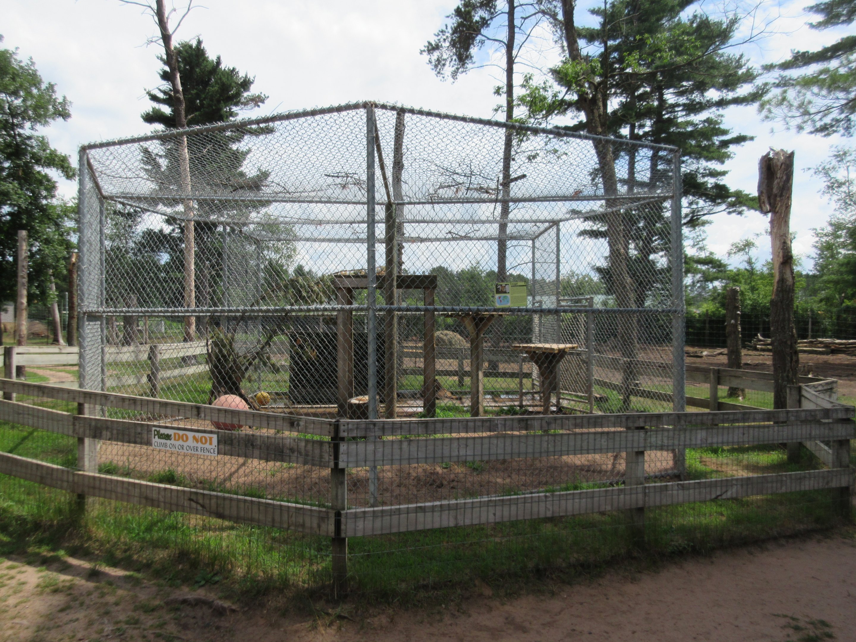 Cougar Exhibit