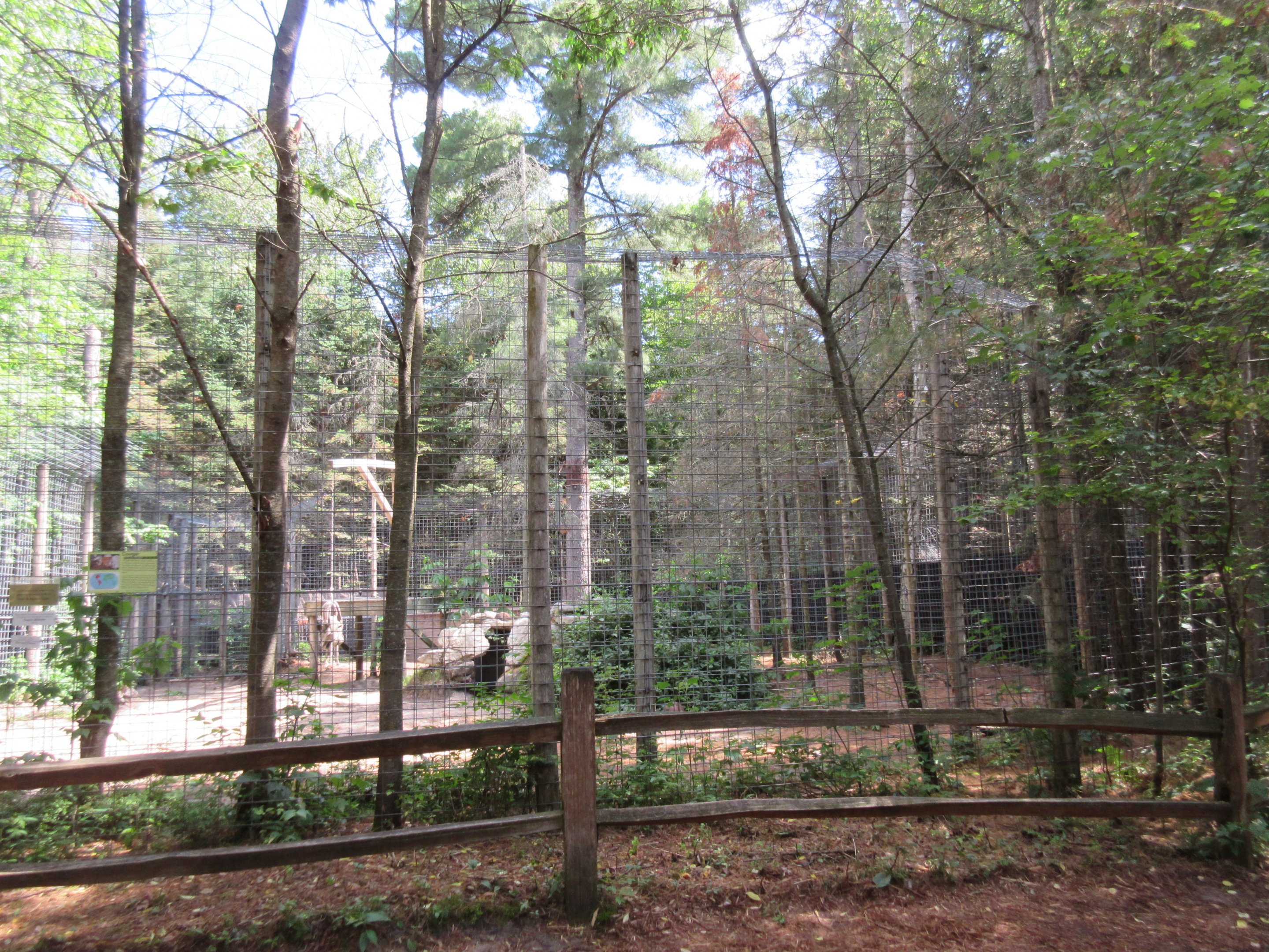Cougar Exhibit