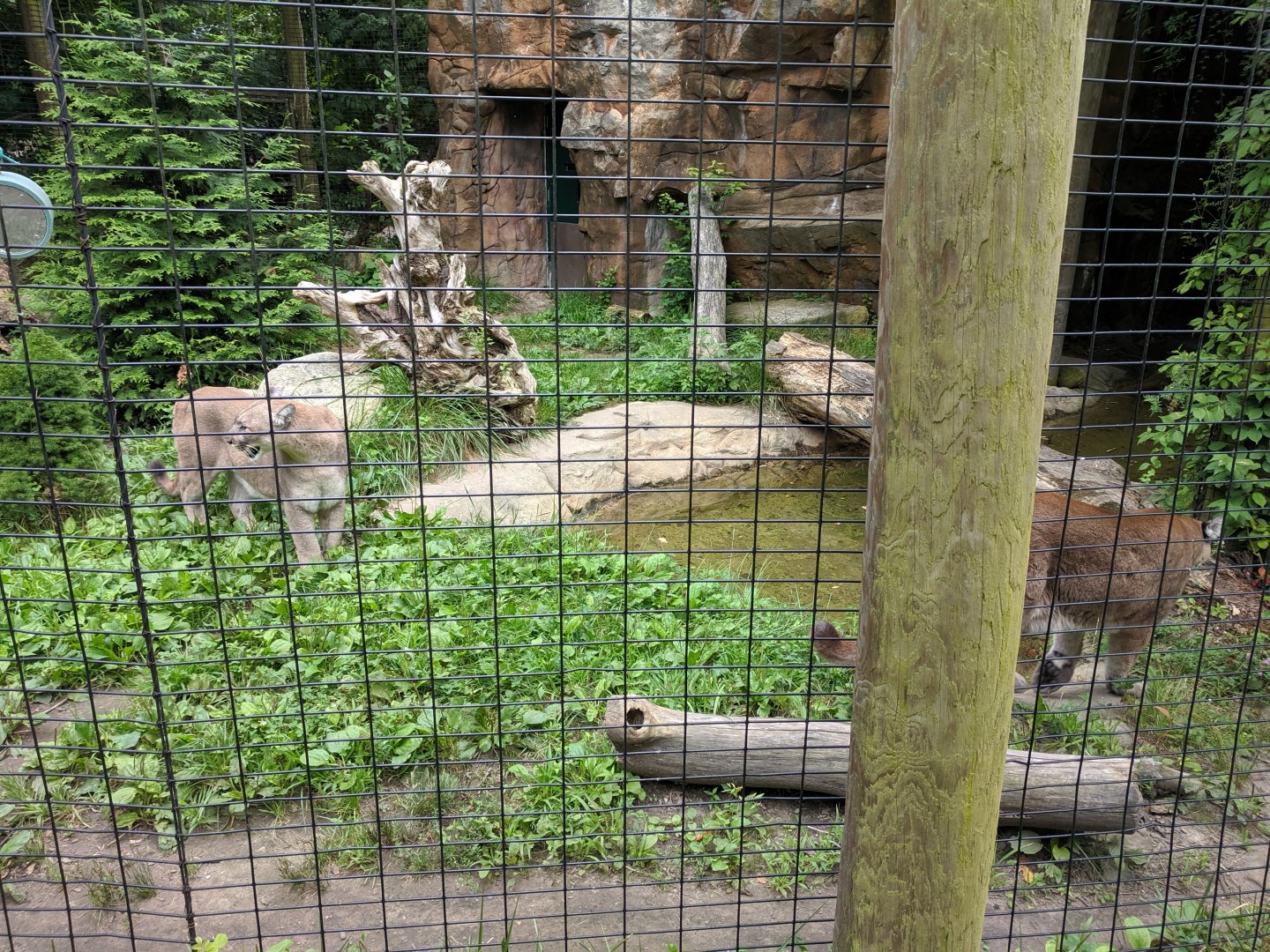 Cougar Exhibit