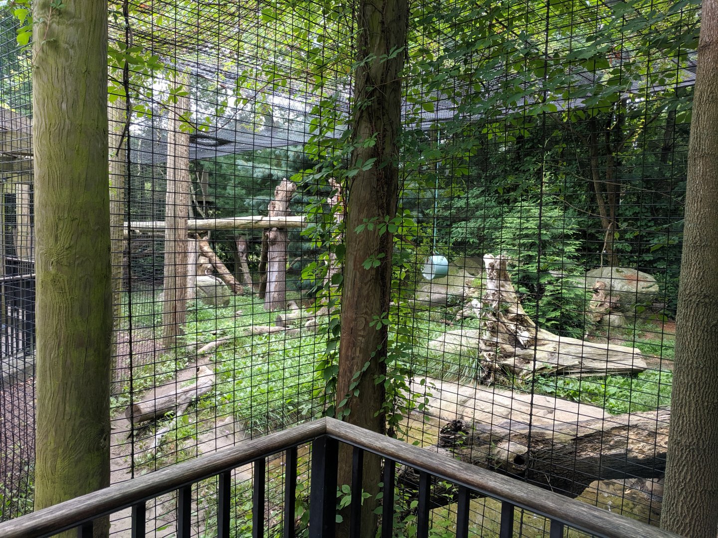 Cougar Exhibit