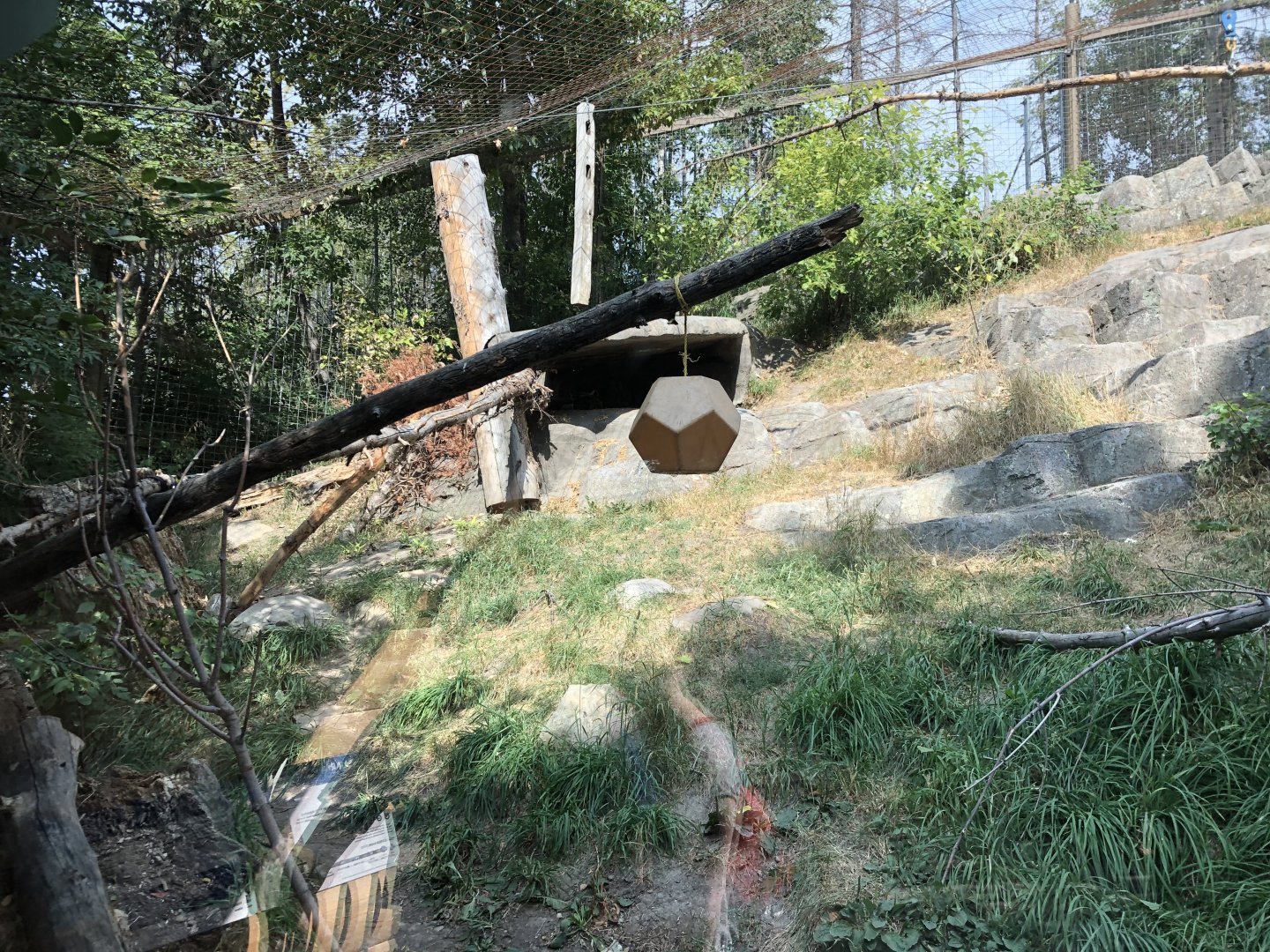 Cougar Exhibit