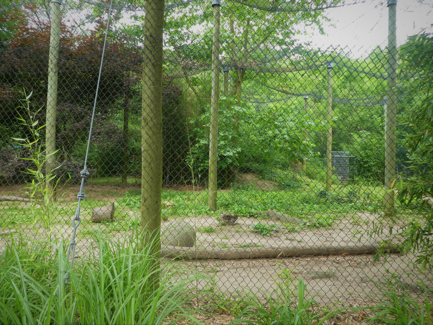 Cougar Exhibit