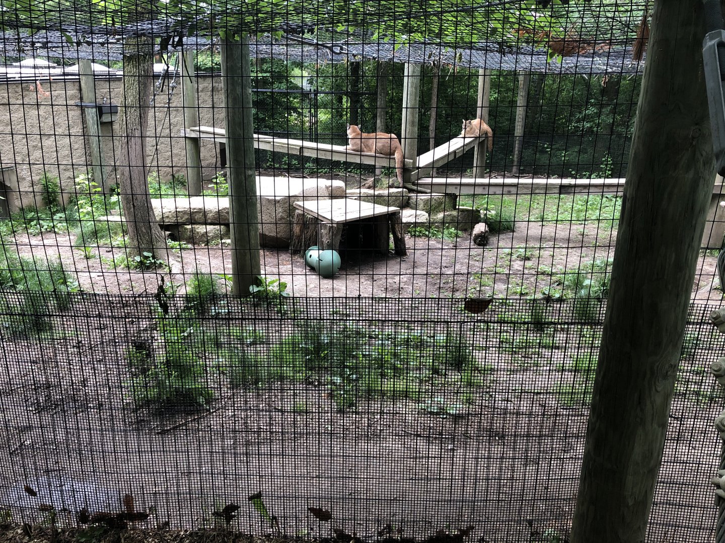 Cougar Exhibit