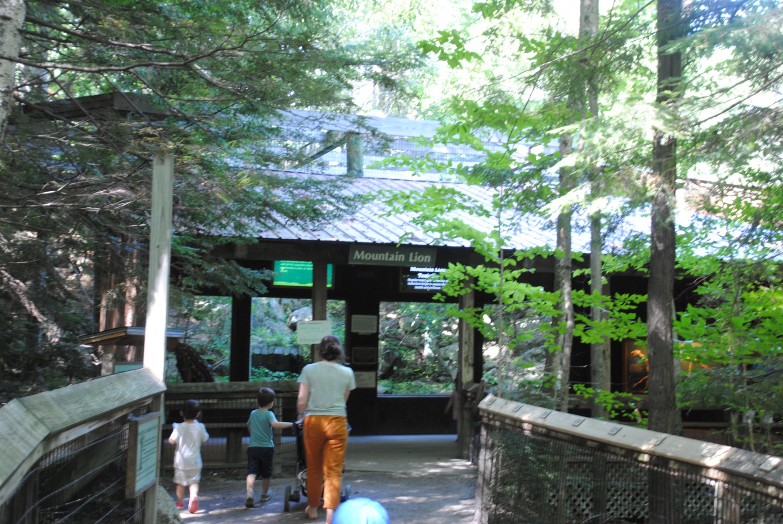Cougar exhibit
