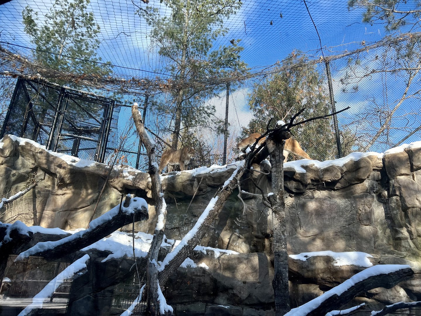 Cougar Exhibit