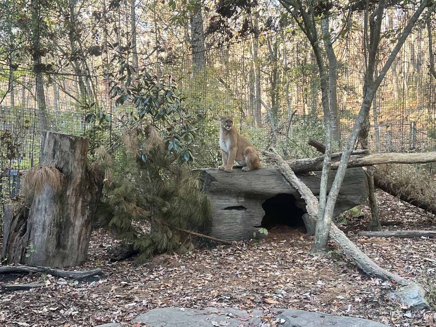 Cougar Exhibit