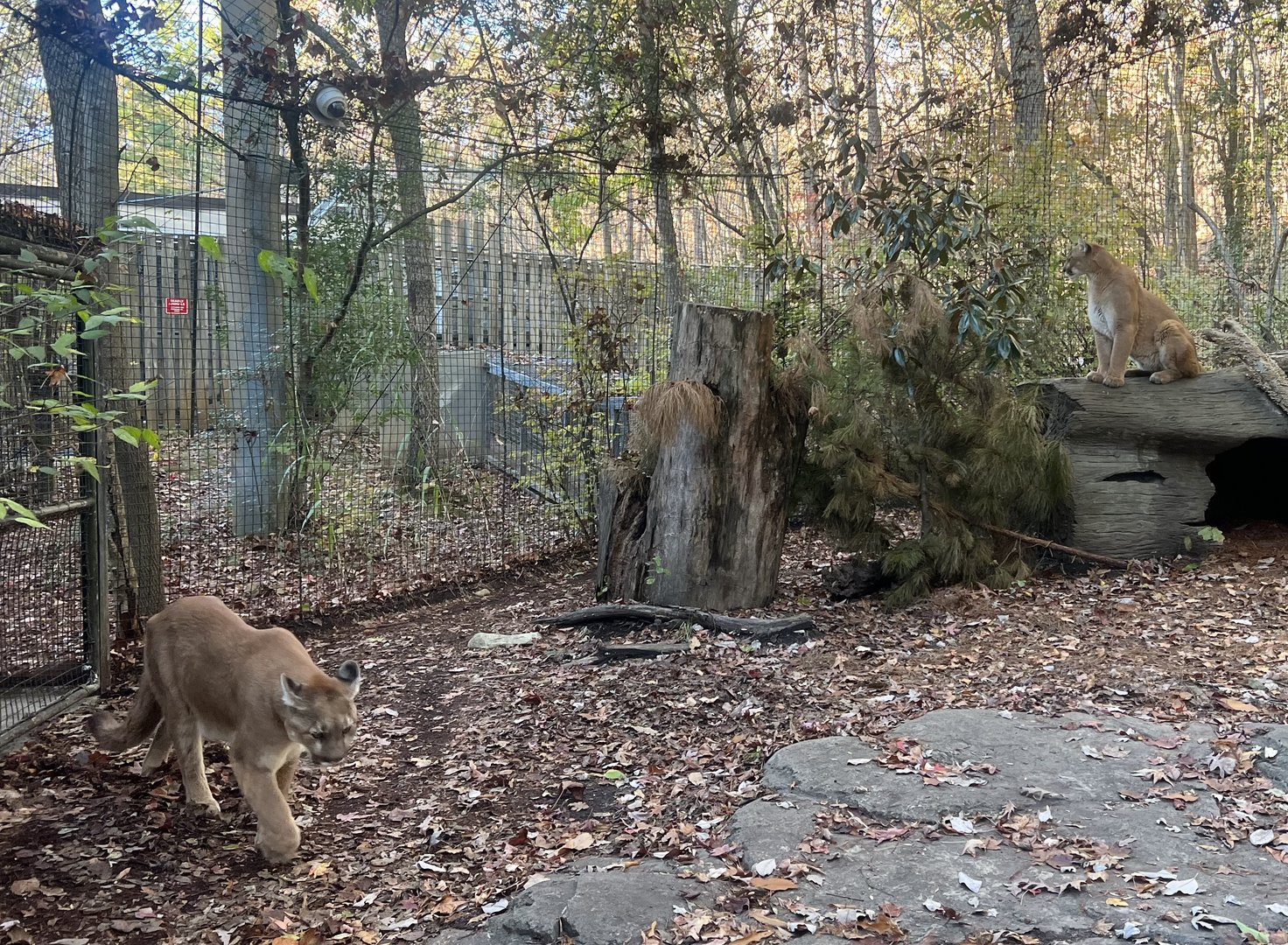 Cougar Exhibit