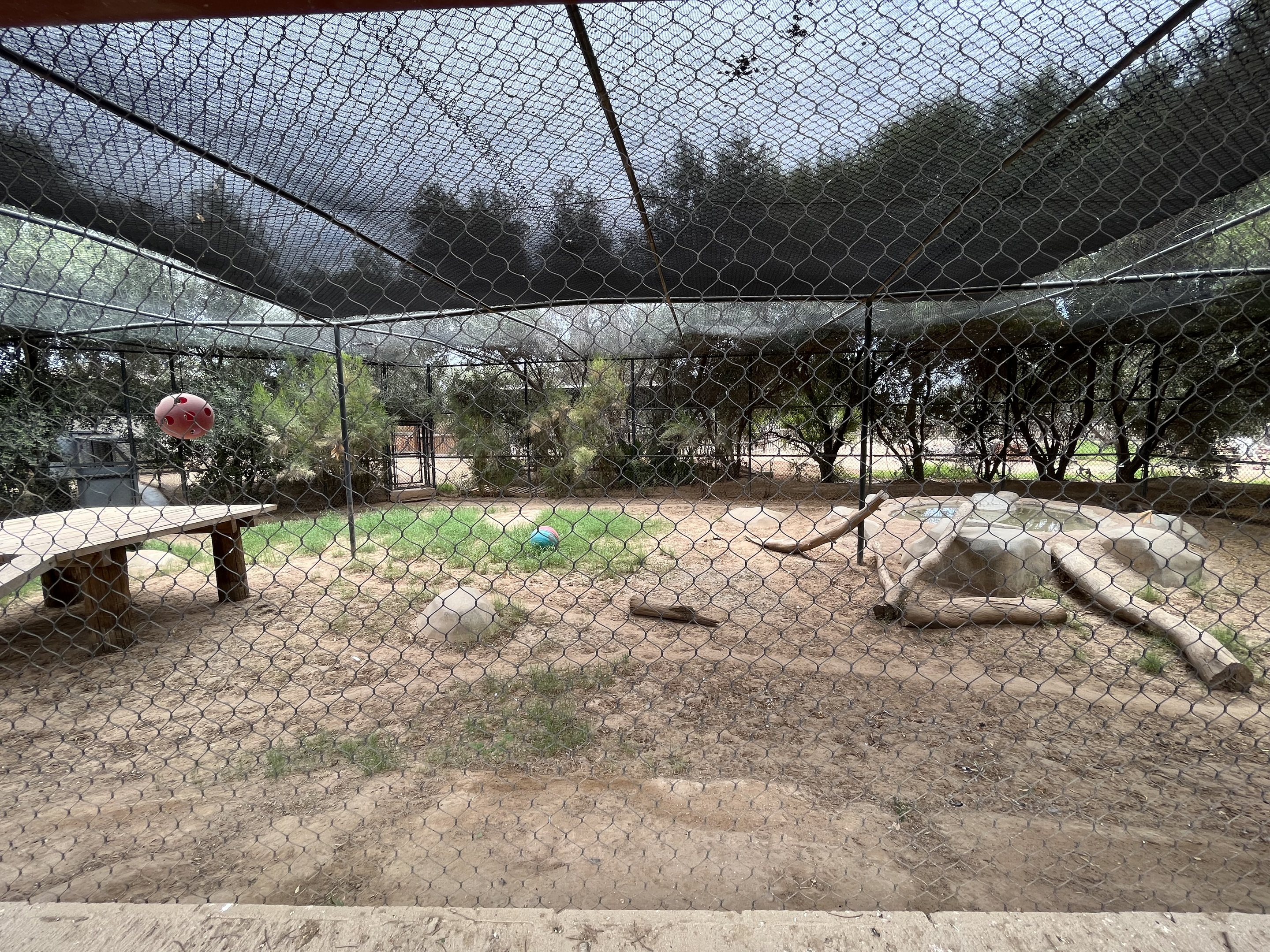 Cougar Exhibit