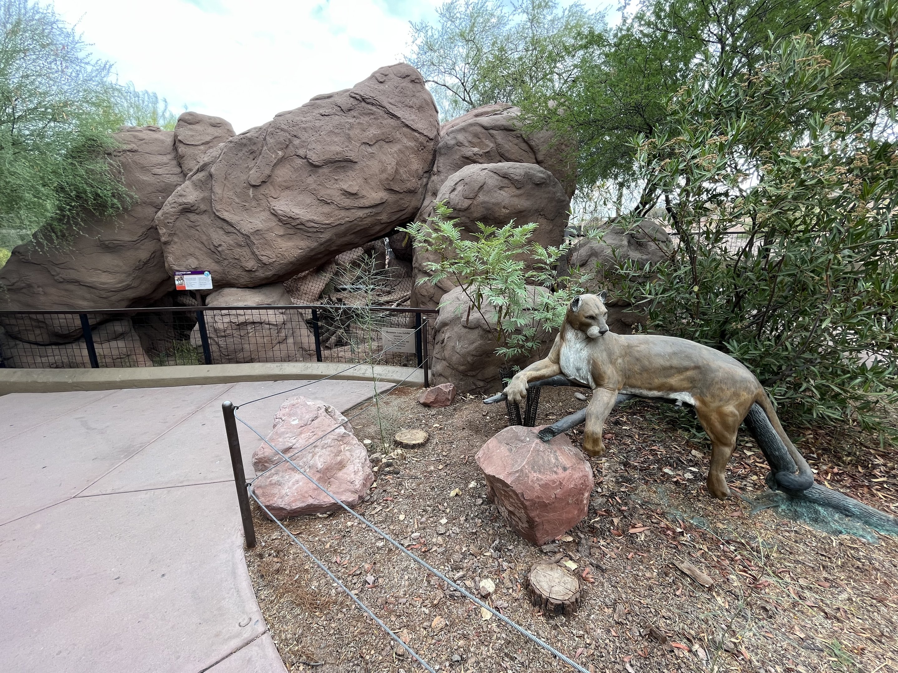 Cougar Exhibit