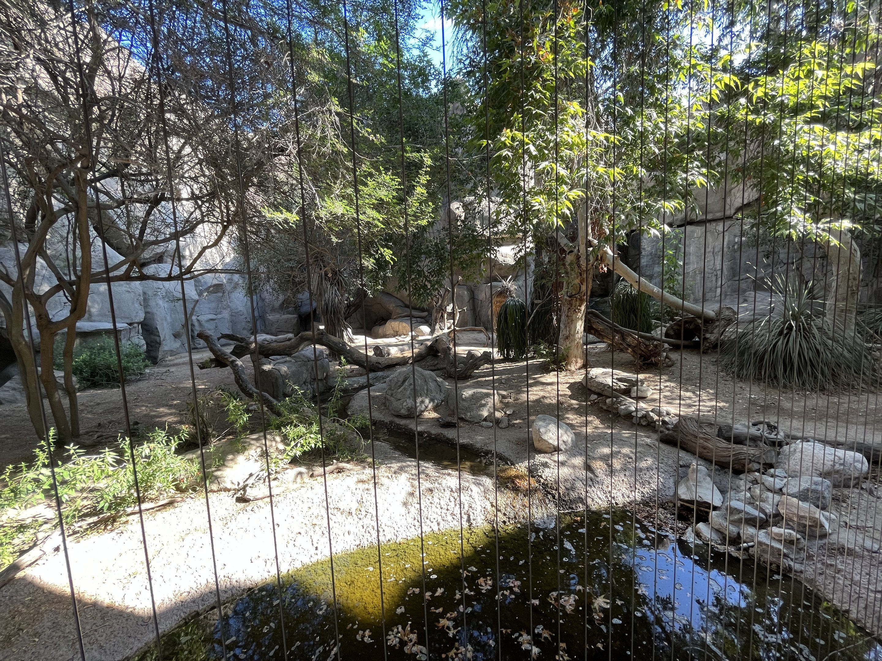 Cougar Exhibit