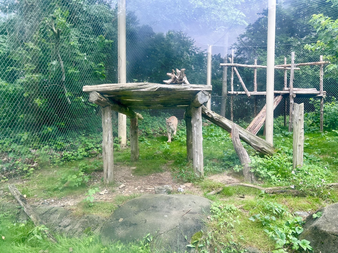 Cougar Exhibit