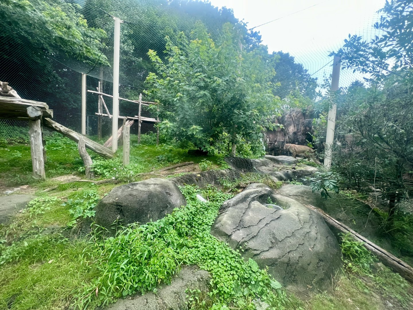Cougar Exhibit