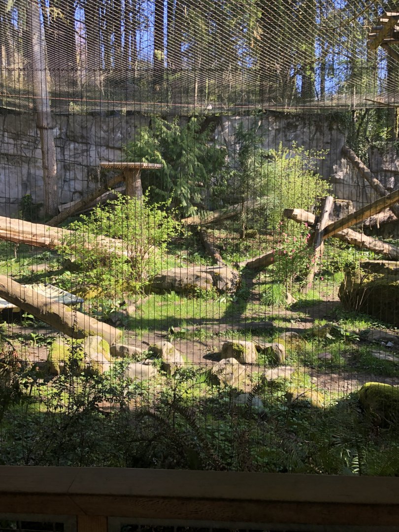 Cougar Exhibit
