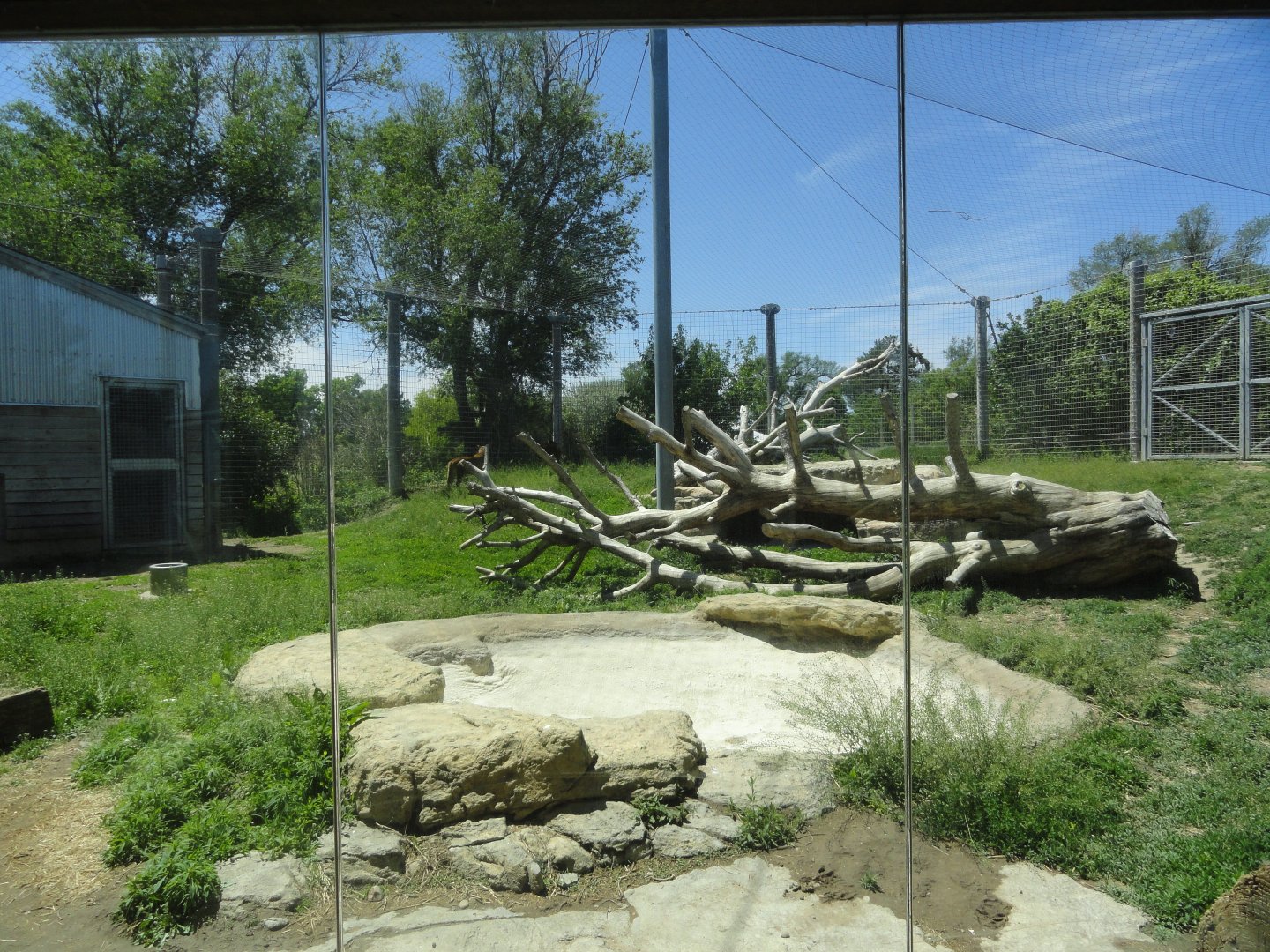 Cougar Exhibit