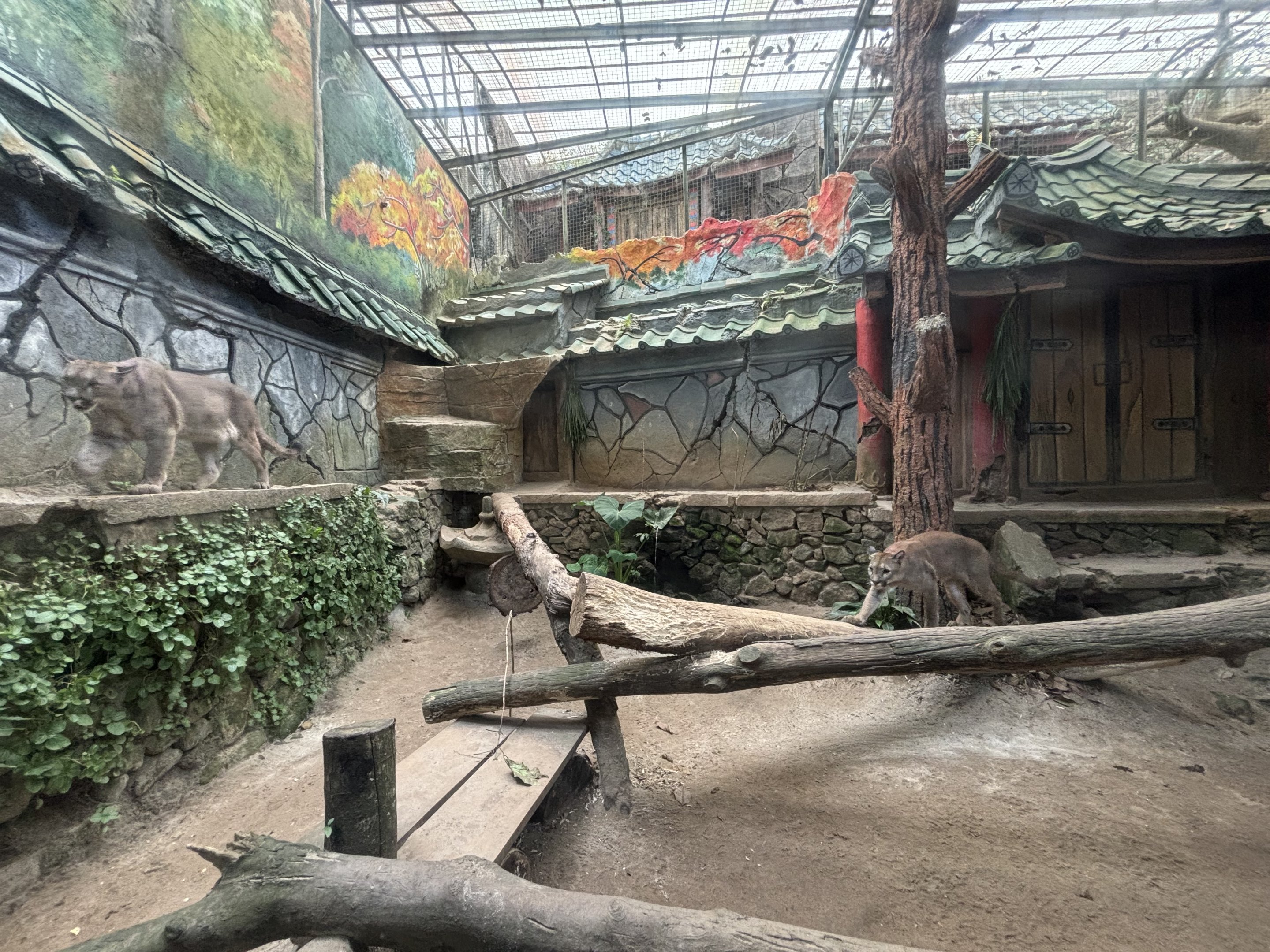 Cougar Exhibit