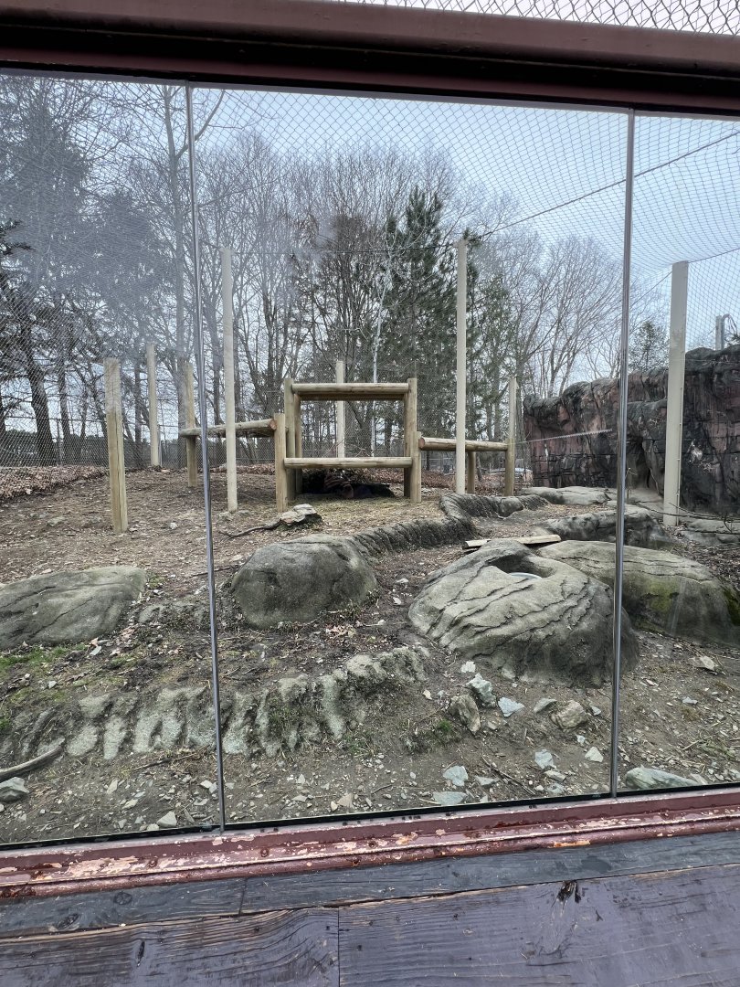 Cougar Exhibit