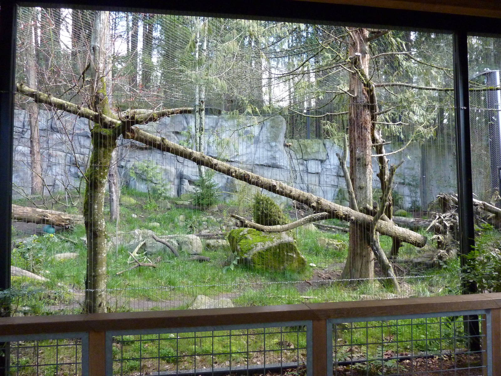 Cougar Exhibit