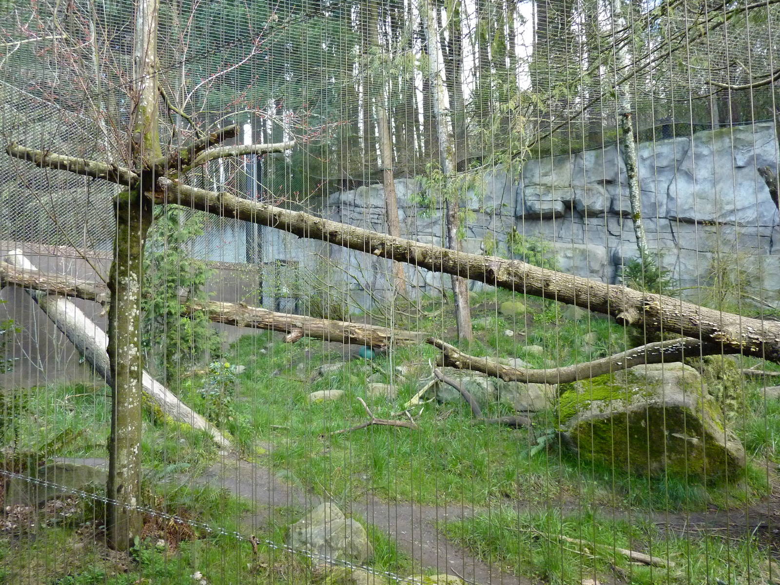 Cougar Exhibit