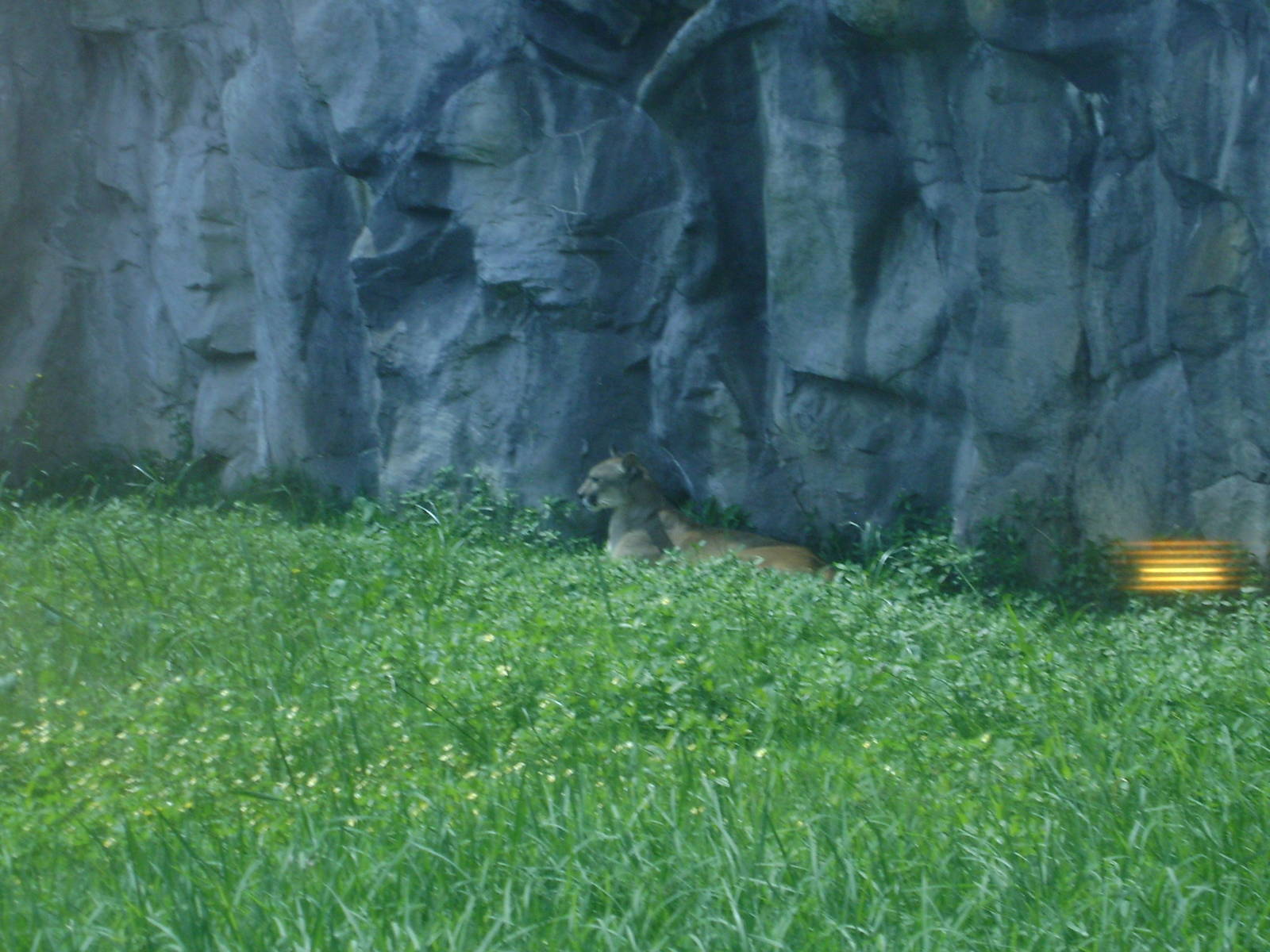 Cougar exhibit