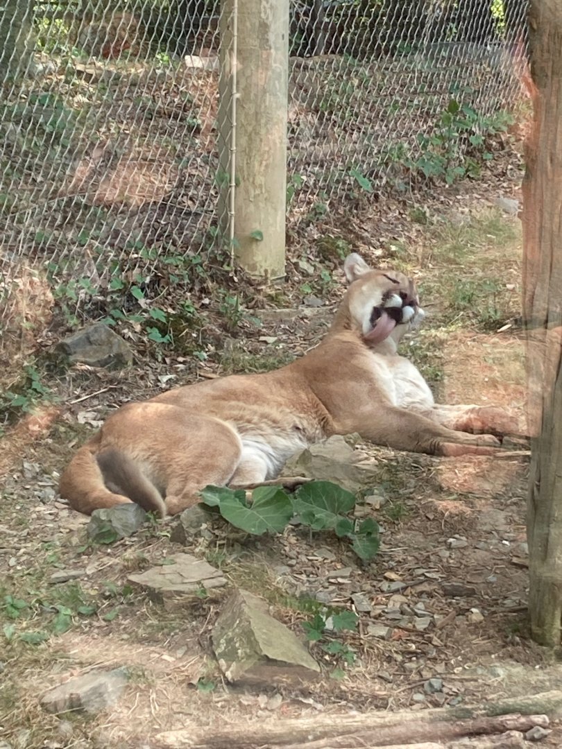 Cougar Grooming Himself