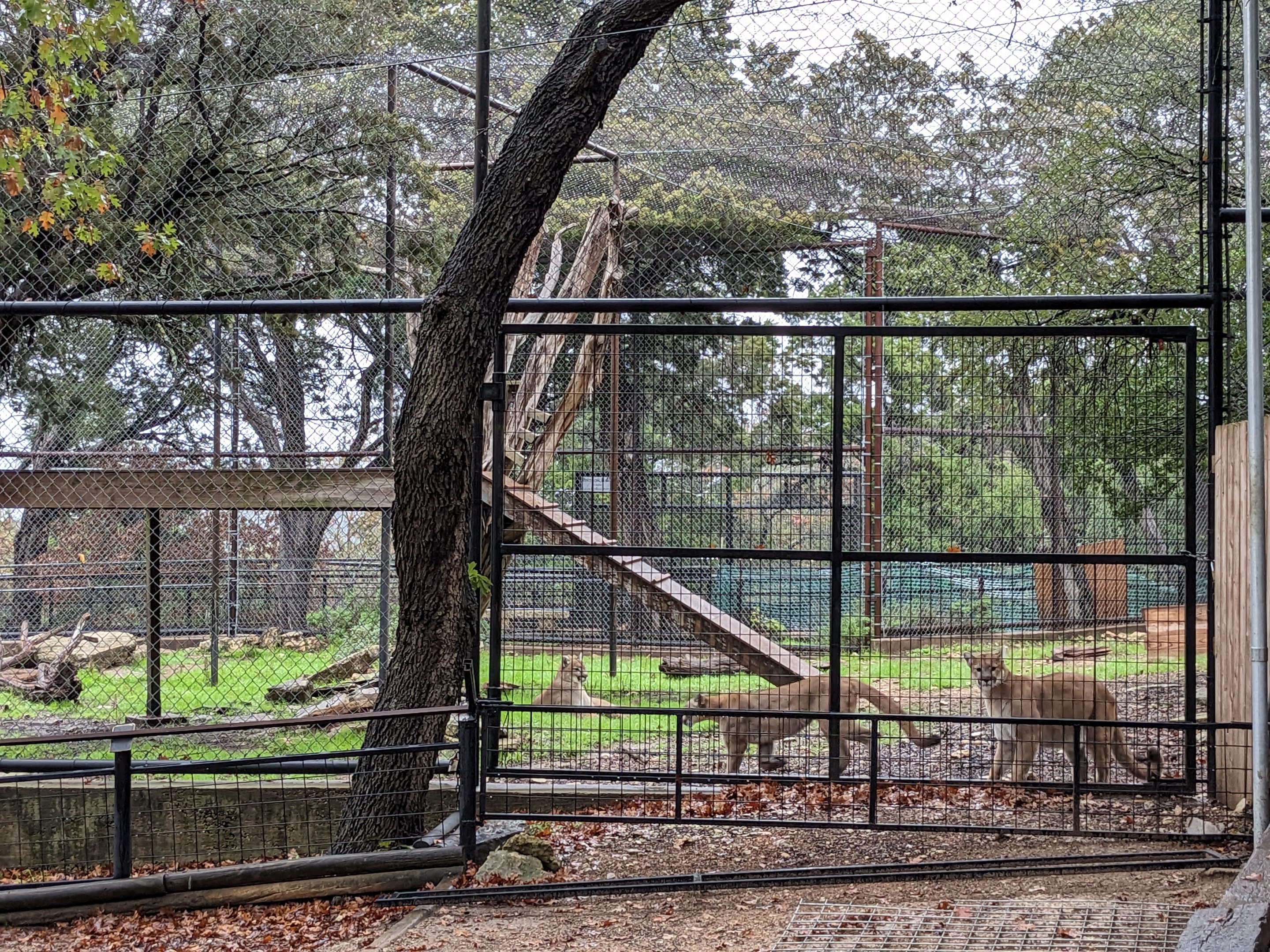 Cougar habitat #1 with 3 cougars